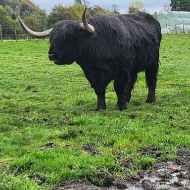 Highland Cattle - Hairy Coo Hamish Dhu